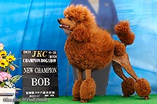 Red Standard Poodle Flare Star JP Pink Panther